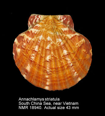 Annachlamys striatula (2).jpg - Annachlamys striatula(Linnaeus,1758)
